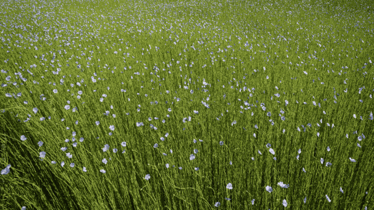 Pole lnu, kwitnące kwiaty lnu